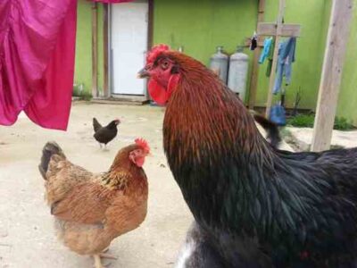 7 Tips for Beginning Chicken Keepers Image